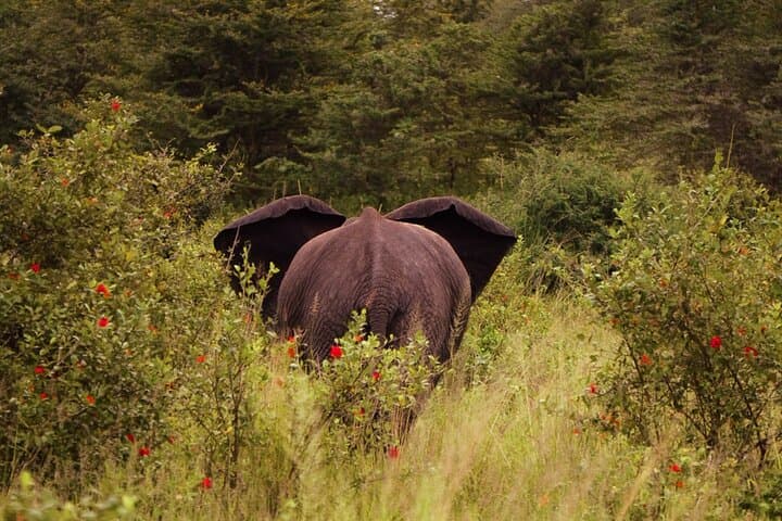 What I wish I knew before going on safari in Kenya