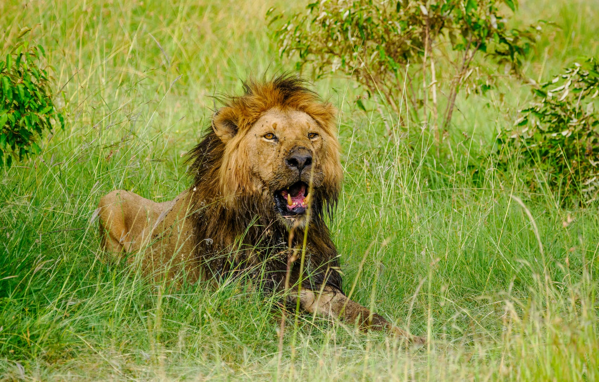 Wildlife Species You Must See on Your African Safari