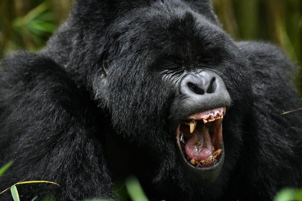 Primates Of Uganda