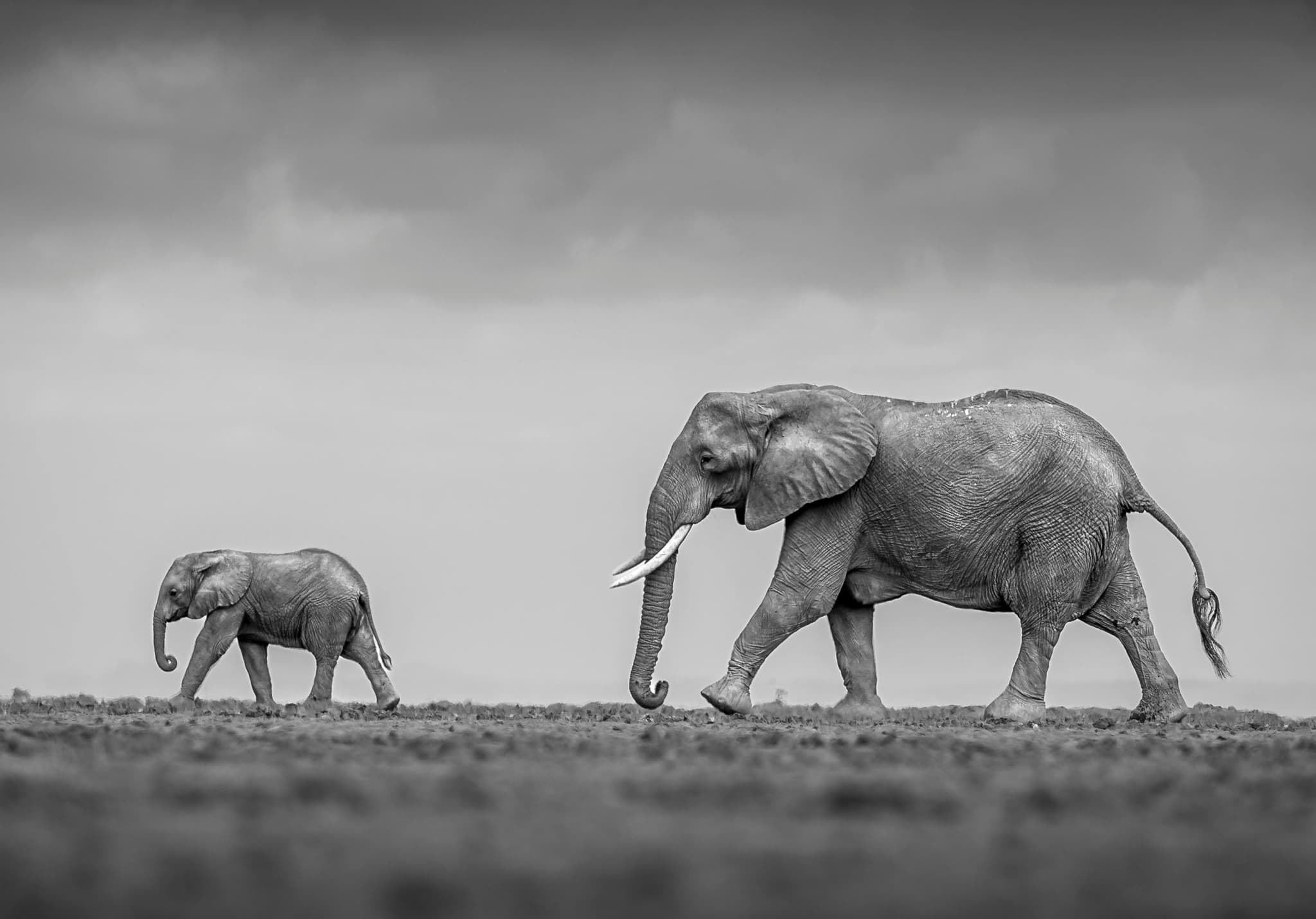 How do you go to the bathroom on safari?