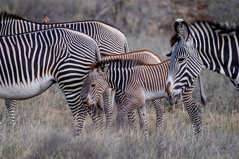 Best Month for Kenya Safari