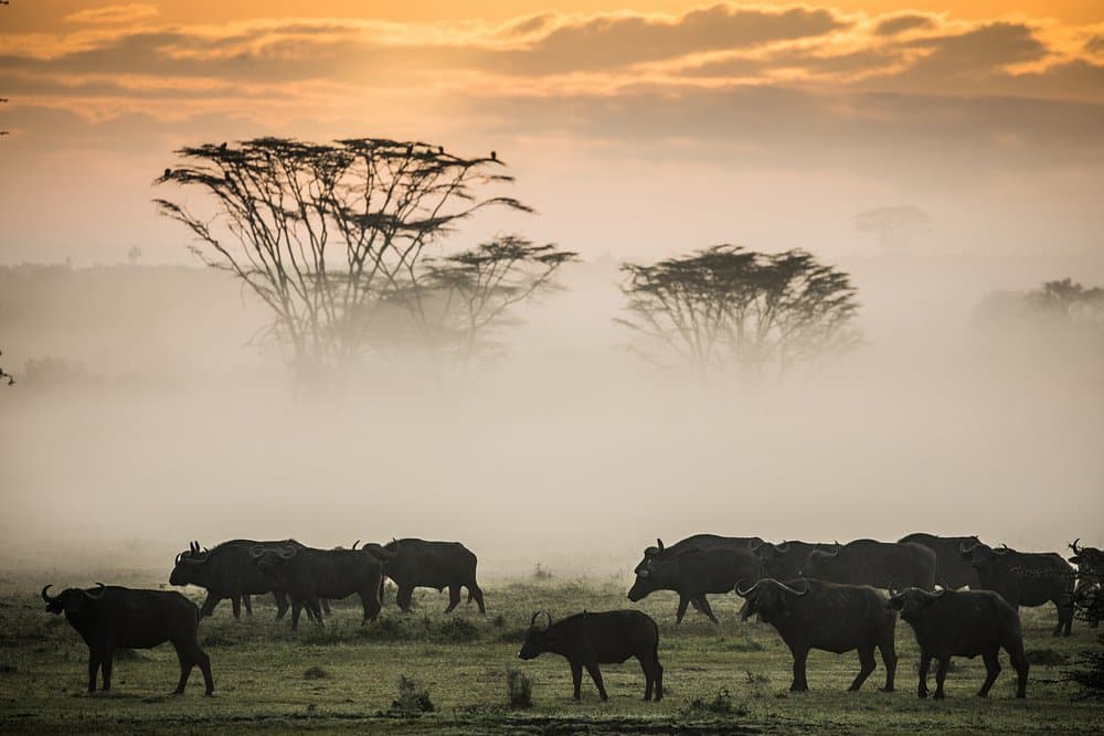 Great Wildebeest Migration Safari