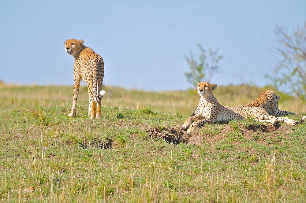 Half Day Nairobi National Park Safari