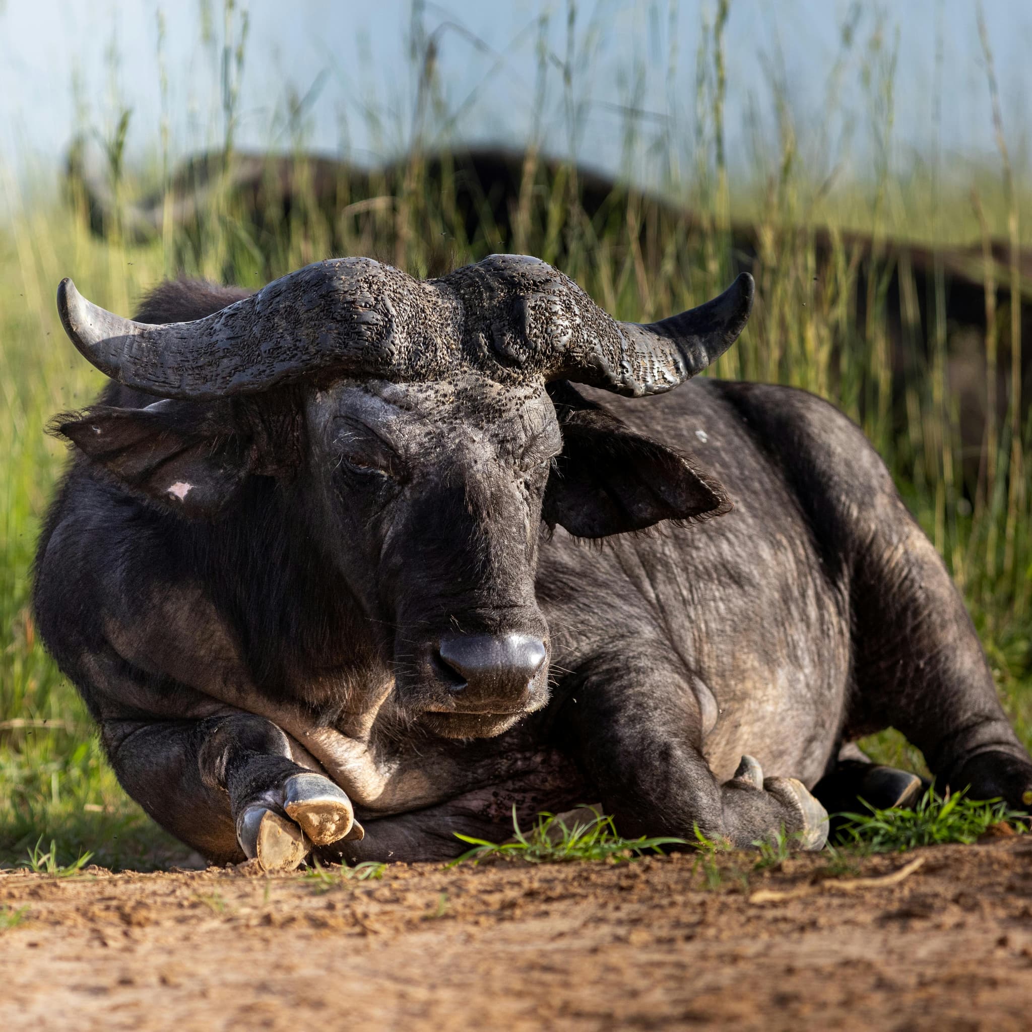 Top National Parks to Visit on a Kenya Safari