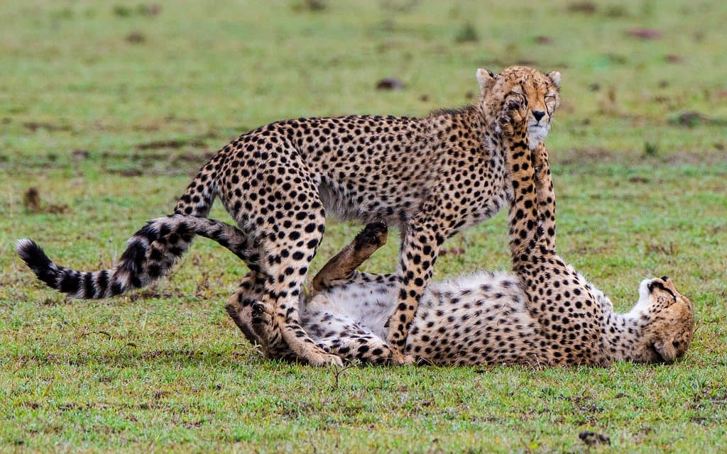 Kenya vs Tanzania vs Uganda Safaris
