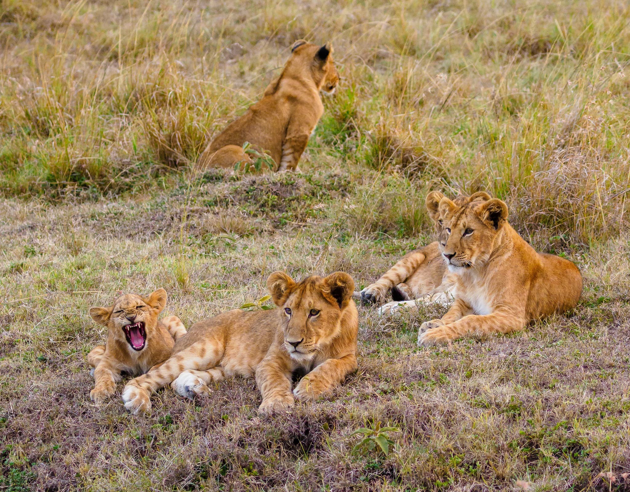 Best Time to Visit East Africa for Safari