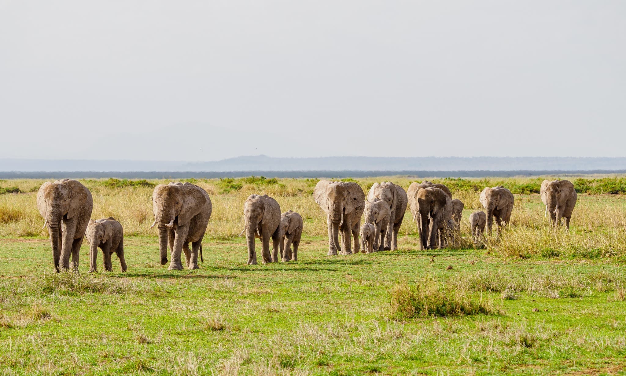 2 Days Amboseli Safari