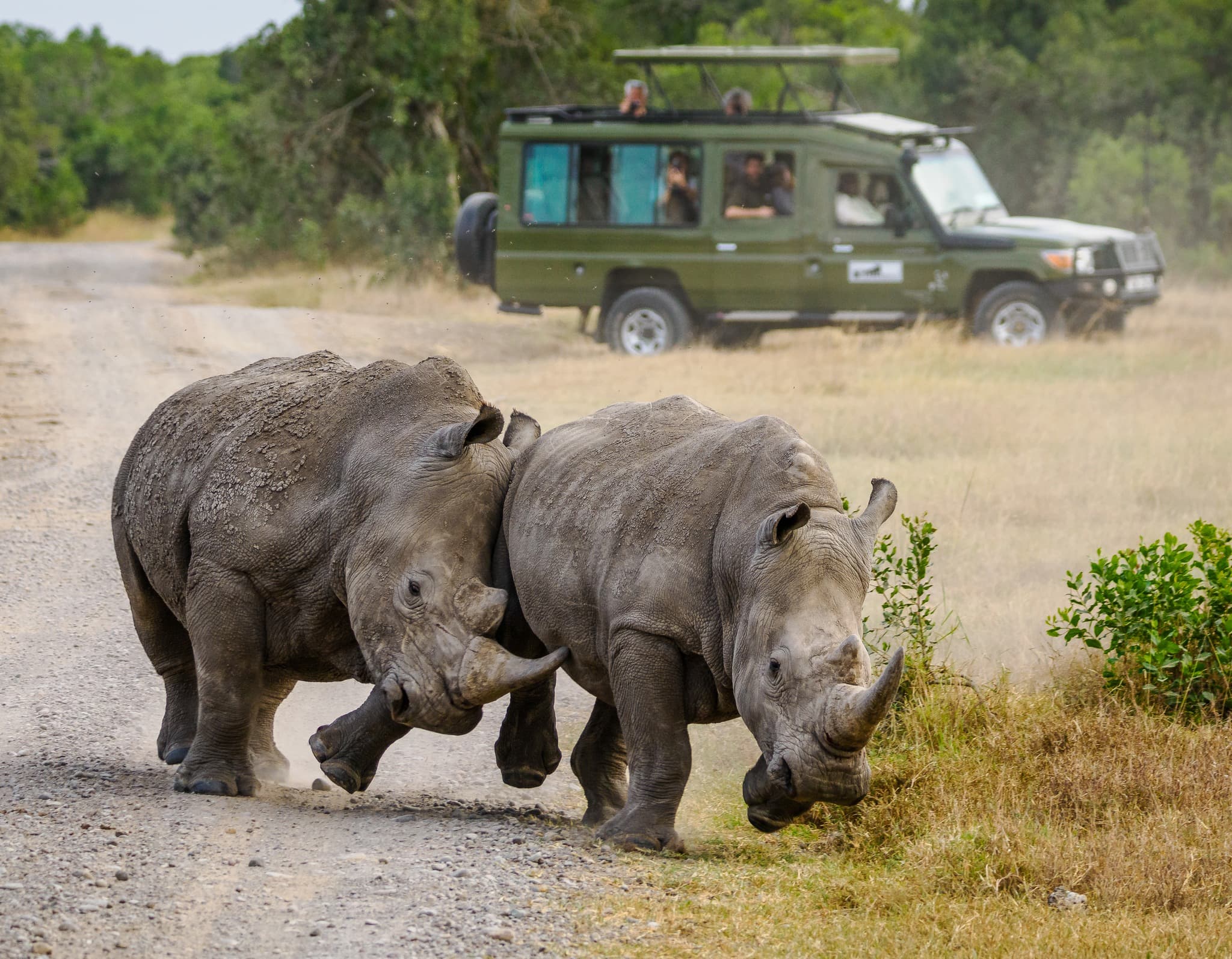 Ol Pejeta Conservancy Day Trip from Nairobi
