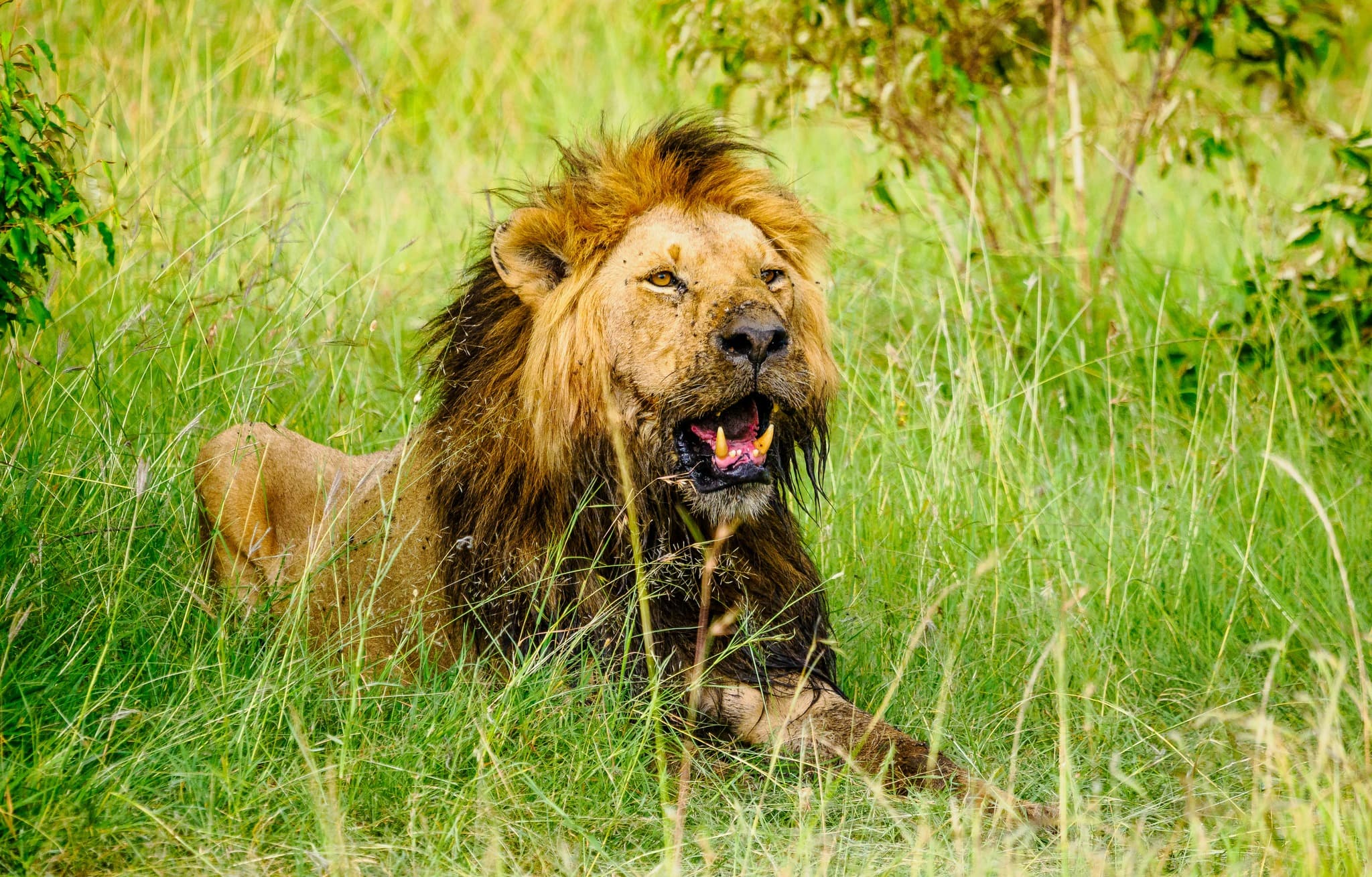 How Much Does a Kenya Safari Cost