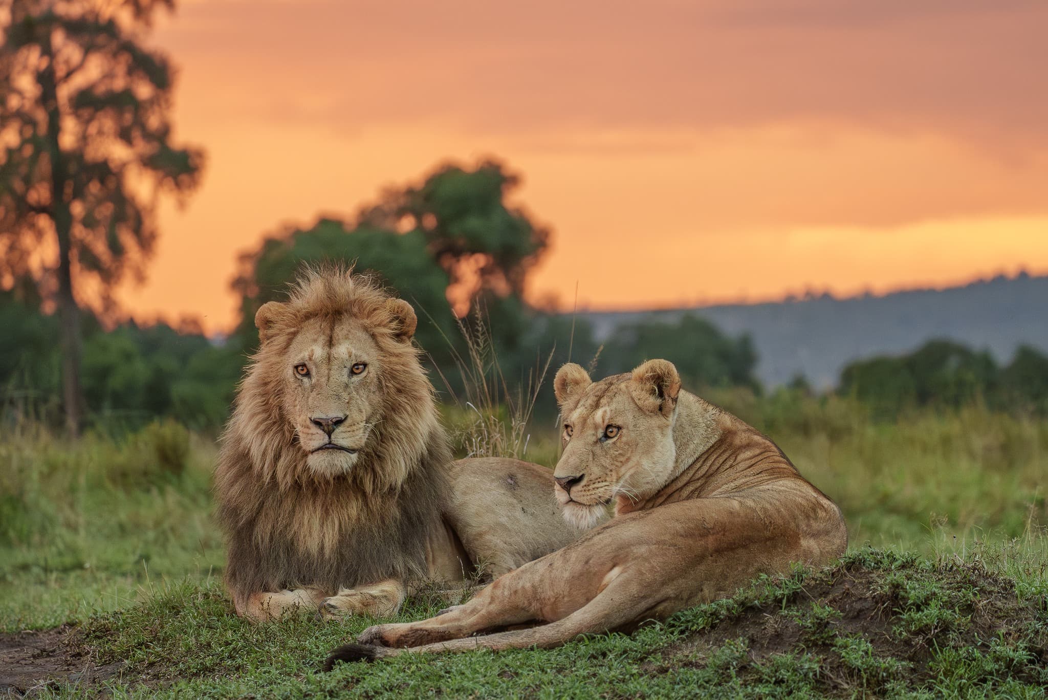 The Marsh Pride at dawn