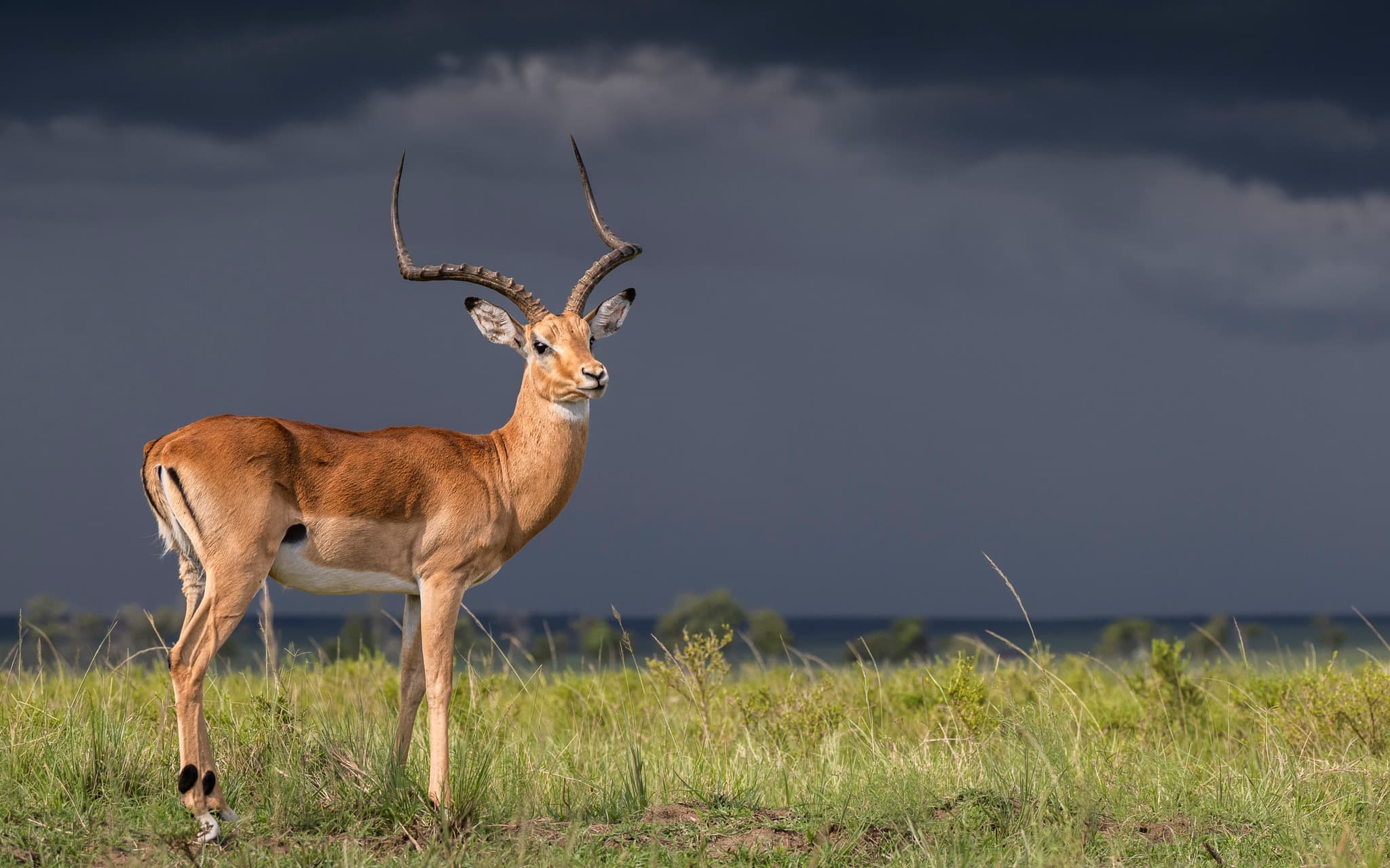 4 Days Lake Naivasha & Masai Mara Safari