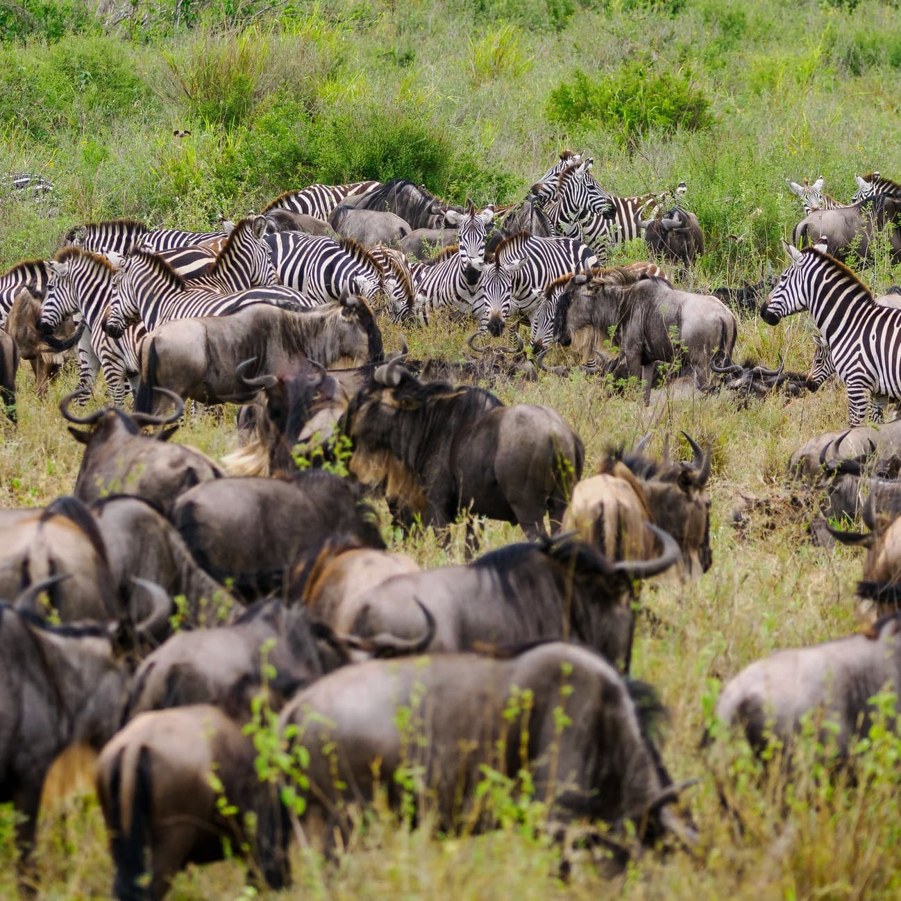 5 Days Tanzania Camping Safari