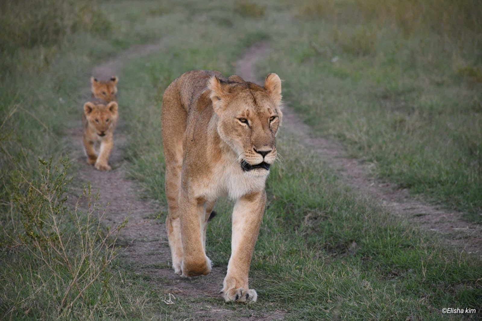 2 Days Masai Mara Safari