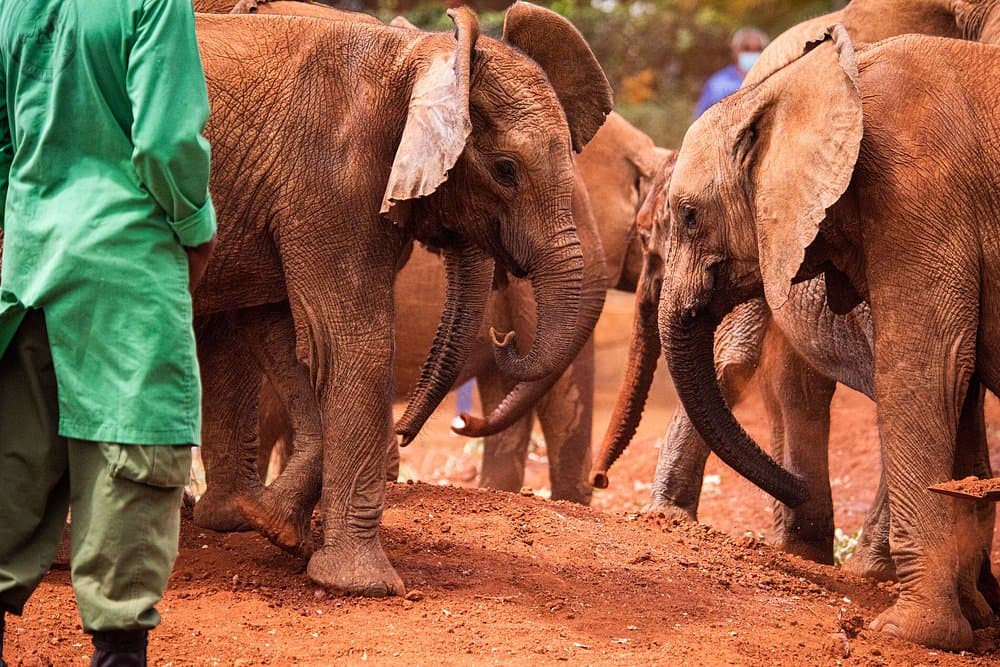 Nairobi National Park Half Day Tour & Sheldrick Elephant Orphanage