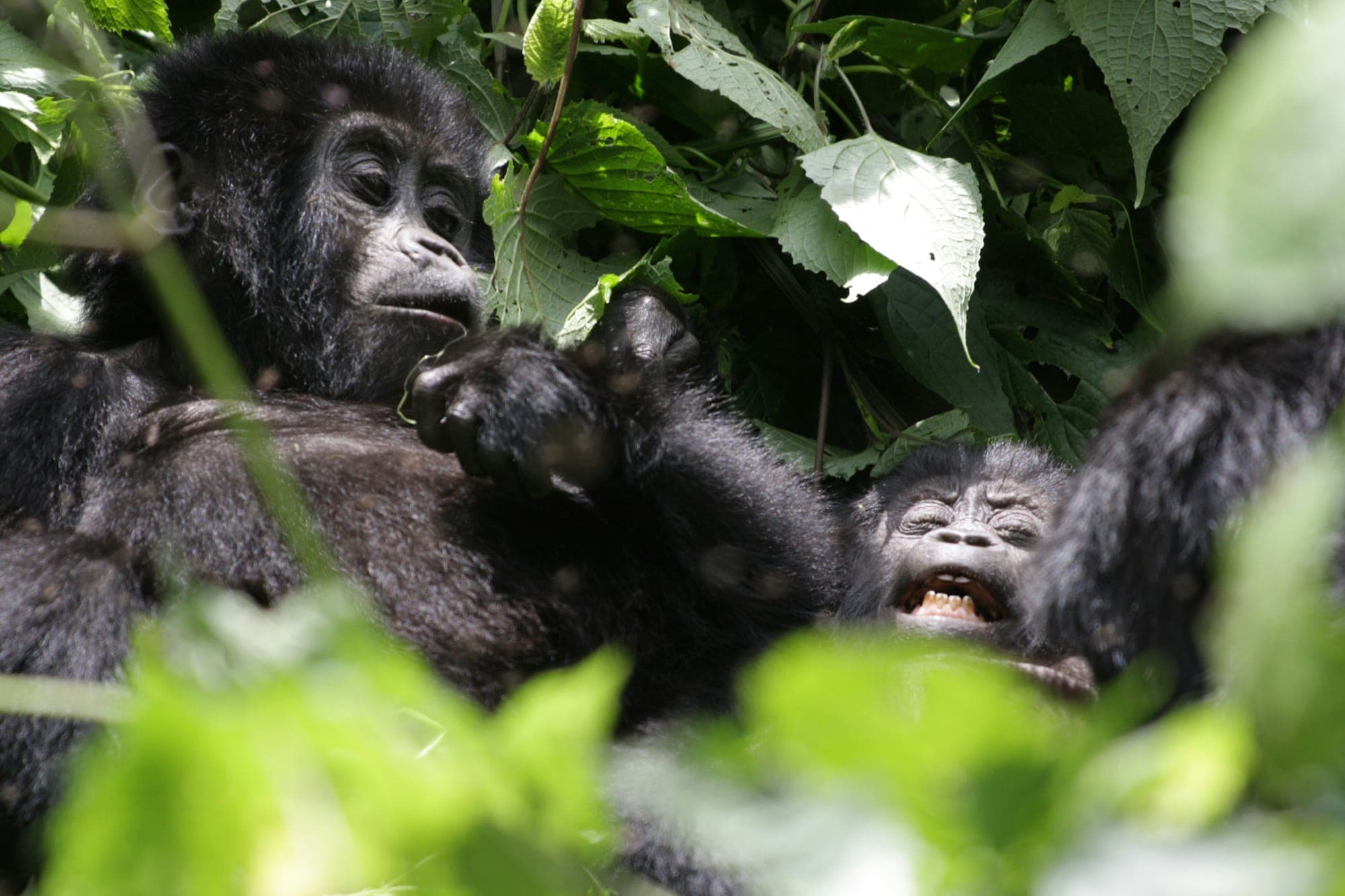 Uganda Gorilla Trekking Expedition