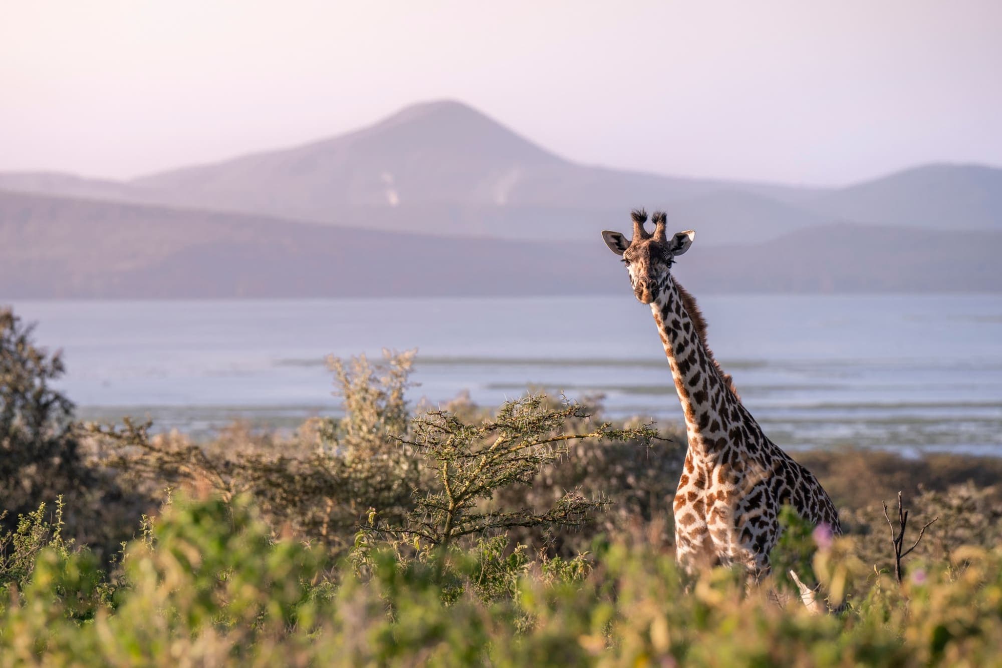Amboseli & Kilimanjaro Elephant Safari